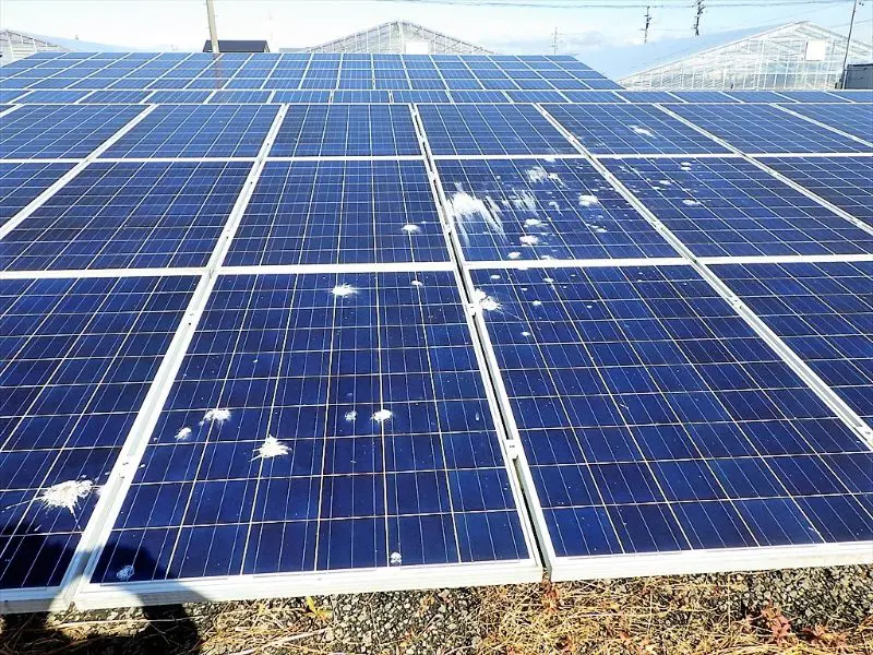 太陽光発電のトラブル_鳥の糞によるホットスポット